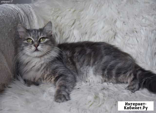 Королева-кошка Курск - изображение 1