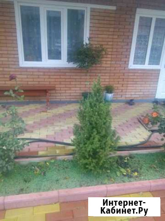 Хвойные молодые Экажево - изображение 1