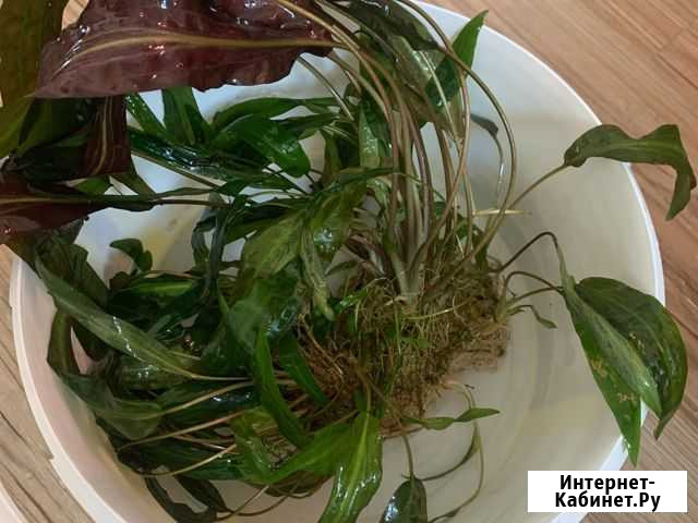 Куст аквариумного растения Комсомольск-на-Амуре - изображение 1