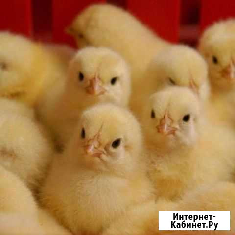Цыплята бройлеры кобб 500. круглый год Семилуки - изображение 1