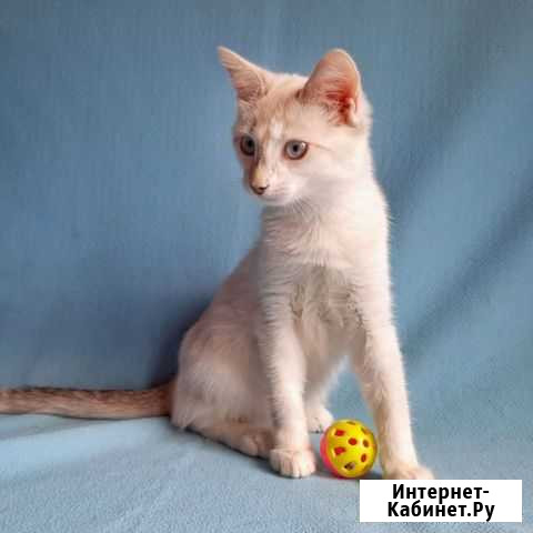 Котёнок Фиалка ищет дом Пенза - изображение 1