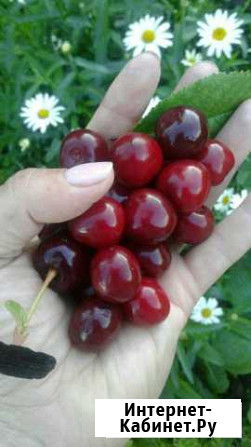 Саженцы кустовой вишни Выборг - изображение 1
