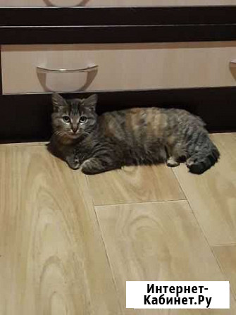 Кошка Братск - изображение 1