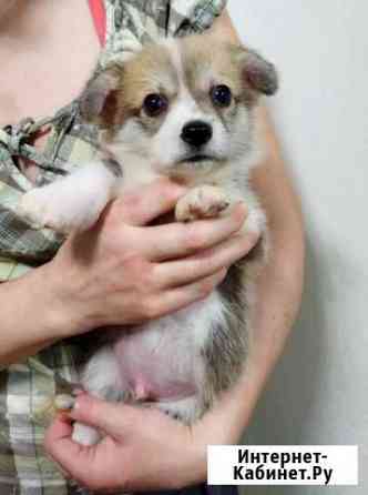 Сорванцы коргиши Екатеринбург