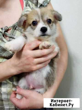 Сорванцы коргиши Екатеринбург - изображение 1