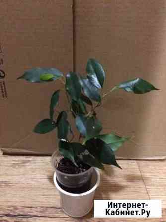 Фикус бенджамина Красноярск