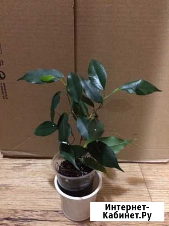Фикус бенджамина Красноярск - изображение 1