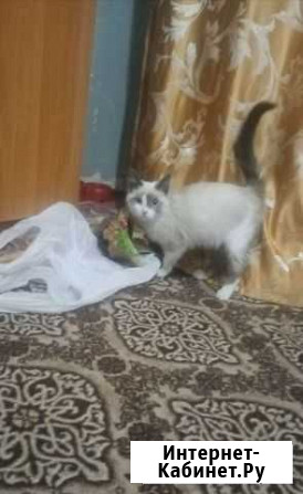 Кошка в дар Братск - изображение 1