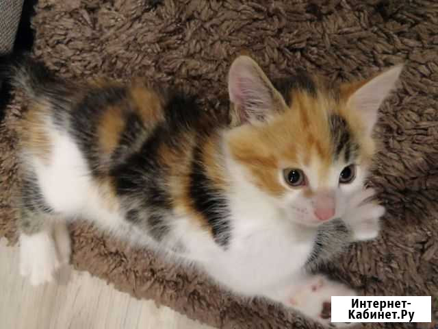 Котята в добрые руки Вологда - изображение 1
