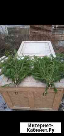 Пихтовый лапник Курск