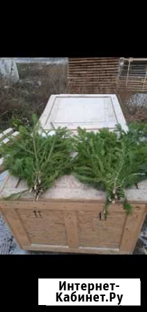 Пихтовый лапник Курск - изображение 1