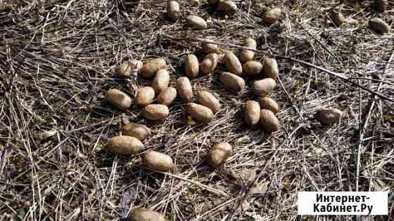 Навоз лосиный Ижевск