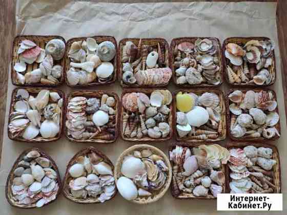 Ракушки в корзинке Тюмень