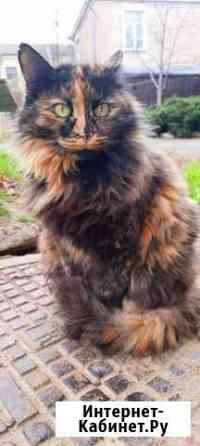 Тара- повелительница леса Краснодар