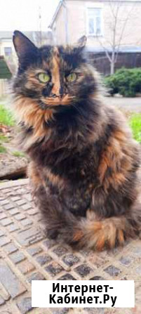 Тара- повелительница леса Краснодар - изображение 1