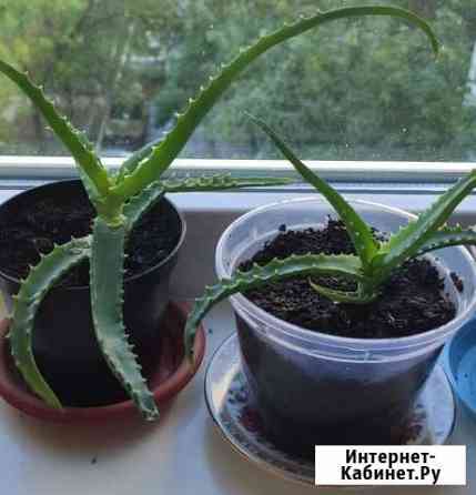 Алоэ Ульяновск