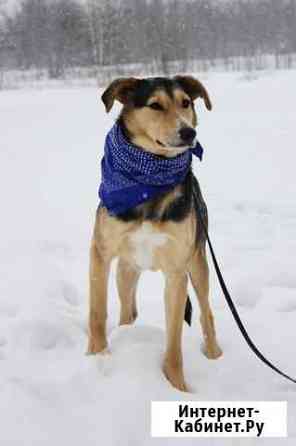 Покладистая и добрая собачка ищет дом Москва