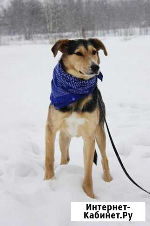 Покладистая и добрая собачка ищет дом Москва - изображение 1