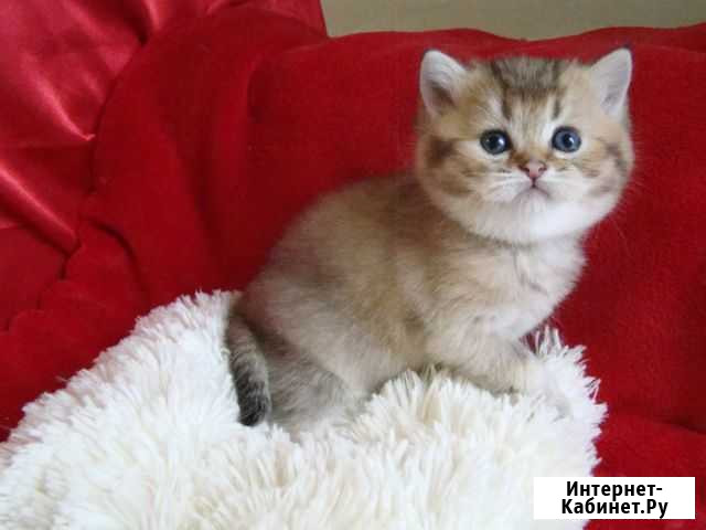 Кот Золотая шиншилла Красноярск - изображение 1