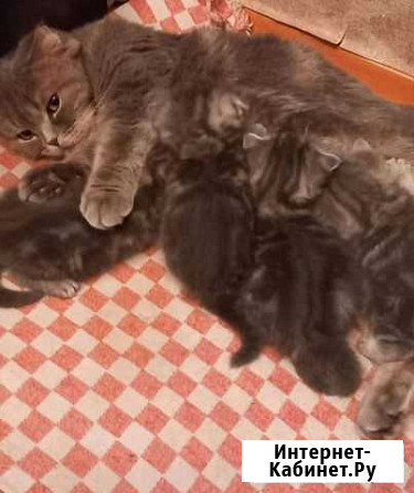 Шотландские, вислоухие, плюшевые котята Новокузнецк - изображение 1