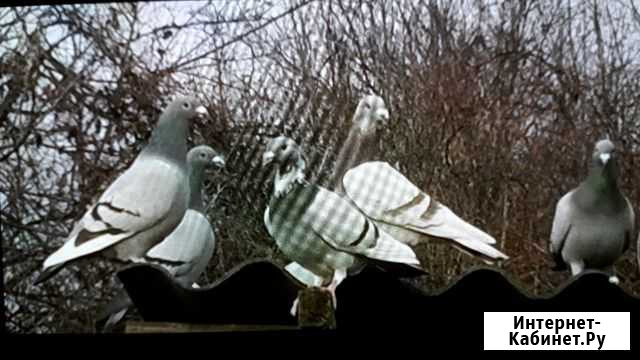 Голуби почтовые спорт Краснодар - изображение 1