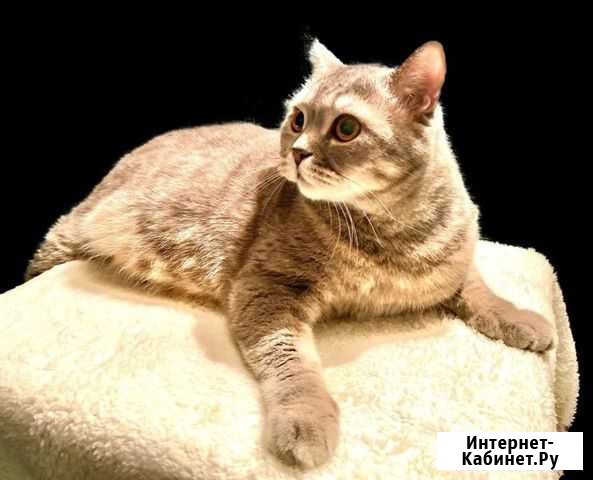 Котик в добрые руки Пенза - изображение 1