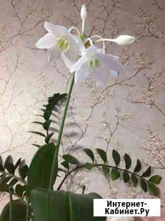 Эухарис амазонская лилия Набережные Челны