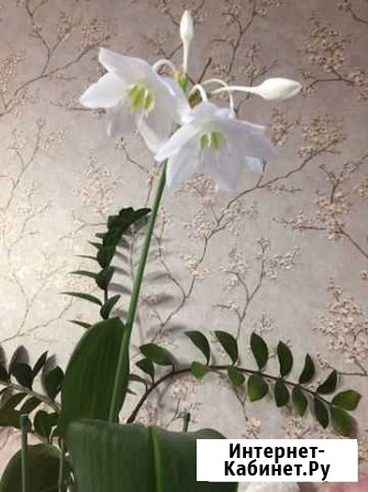 Эухарис амазонская лилия Набережные Челны - изображение 1