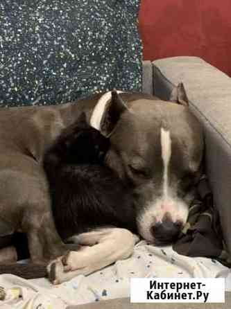 Отдам котенка Калининград