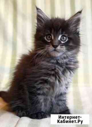 Мейн кун коята вязка мейнкун Москва