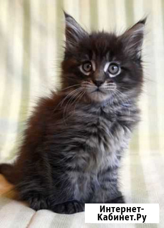 Мейн кун коята вязка мейнкун Москва - изображение 1