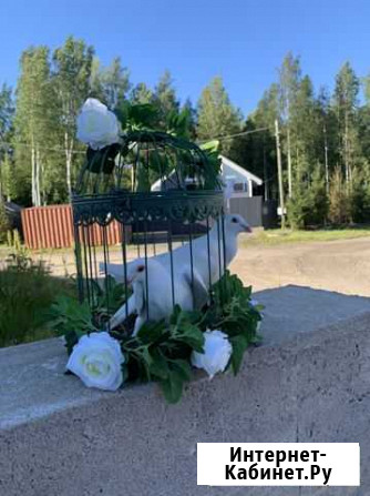 Свадебные голубь Санкт-Петербург - изображение 1