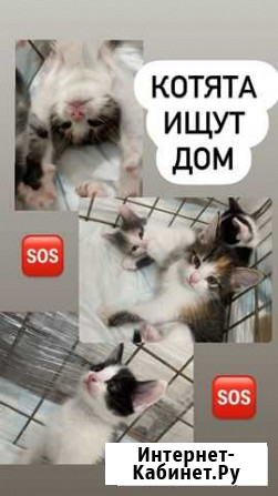 Котята бесплатно Новочебоксарск - изображение 1