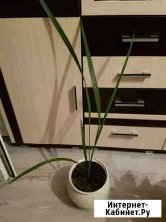 Финиковая пальма Белгород