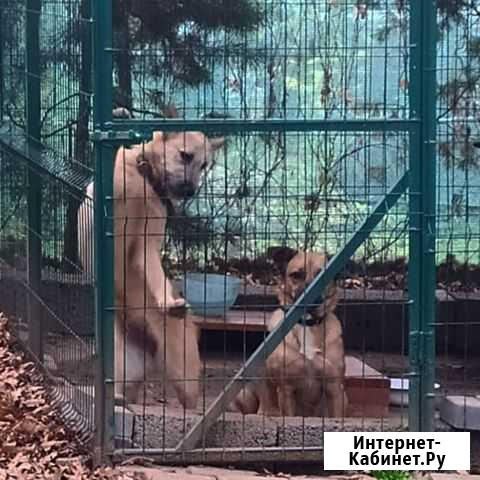 Собака в добрые руки Чехов - изображение 1