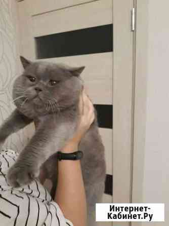 Вязка с крупным шотландцем Белгород