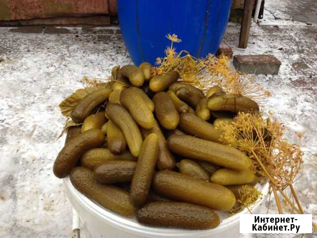 Огурцы бочковые Рязань - изображение 1