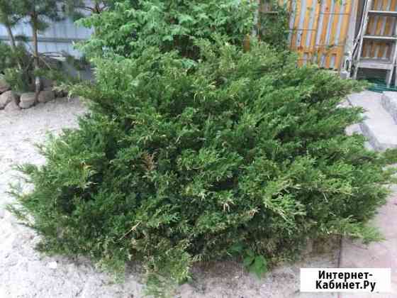 Можжевельник китайский Калининград