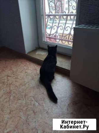 Кошка Омск - изображение 1