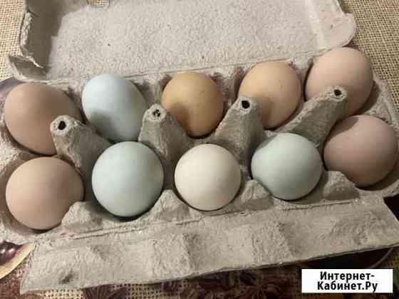Домашние куриные яйца Рязань