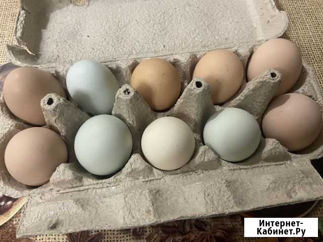 Домашние куриные яйца Рязань - изображение 1