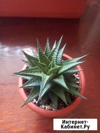 Хавортия Лимифолия(HaworthiaLimifolia) Суворов - изображение 1