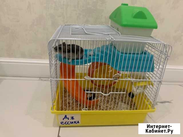 Джунгарский хомяк с клеткой Иркутск - изображение 1