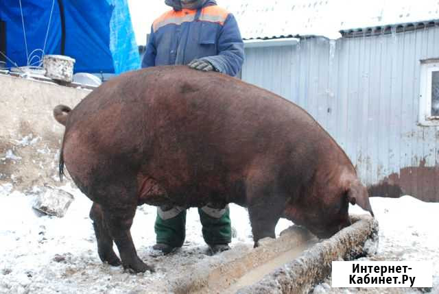 Свиноматка Дюрок на племя Рязань - изображение 1