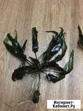 Аквариумное растение Криптокарина Нижний Новгород