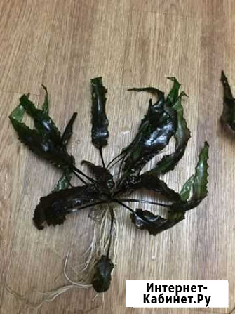 Аквариумное растение Криптокарина Нижний Новгород - изображение 1