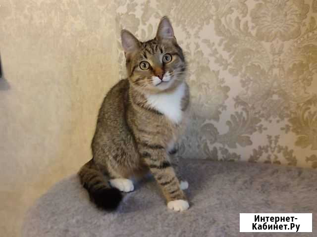 Котик Мотя Раменское - изображение 1
