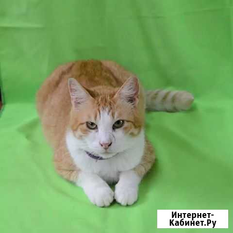 Котик ищет дом Тула - изображение 1