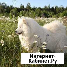 Самоедская лайка щенки Куровское - изображение 1