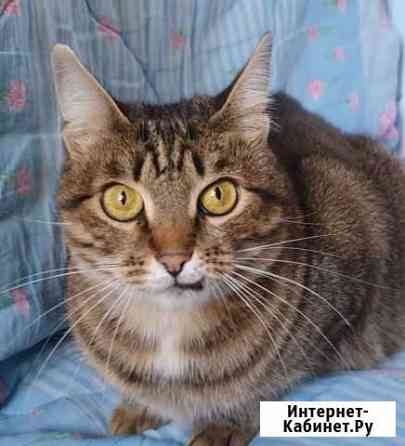 Глаша - очень хозяйственная и общительная кошка Москва